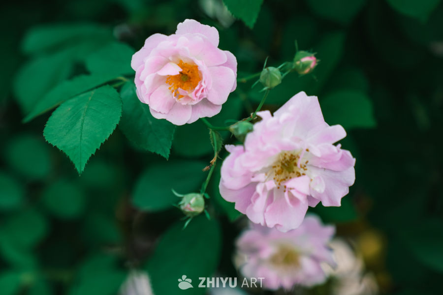 春末的蔷薇花 3