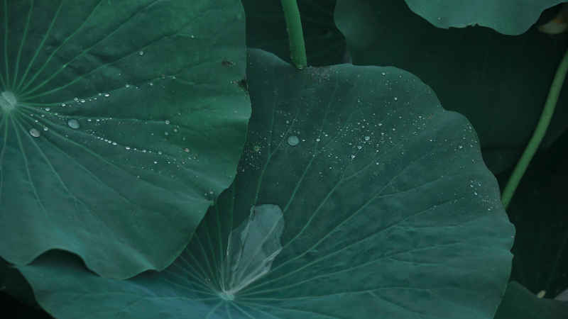 荷花 15