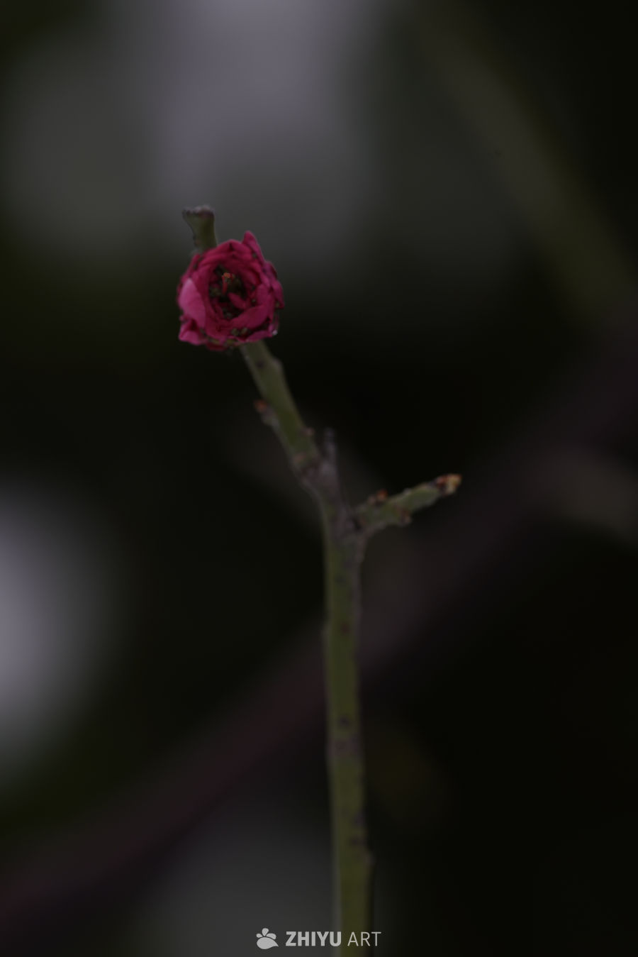 粉红花蕾的宁静