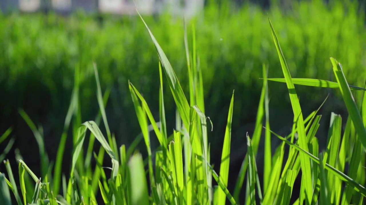 阳光下的绿草地