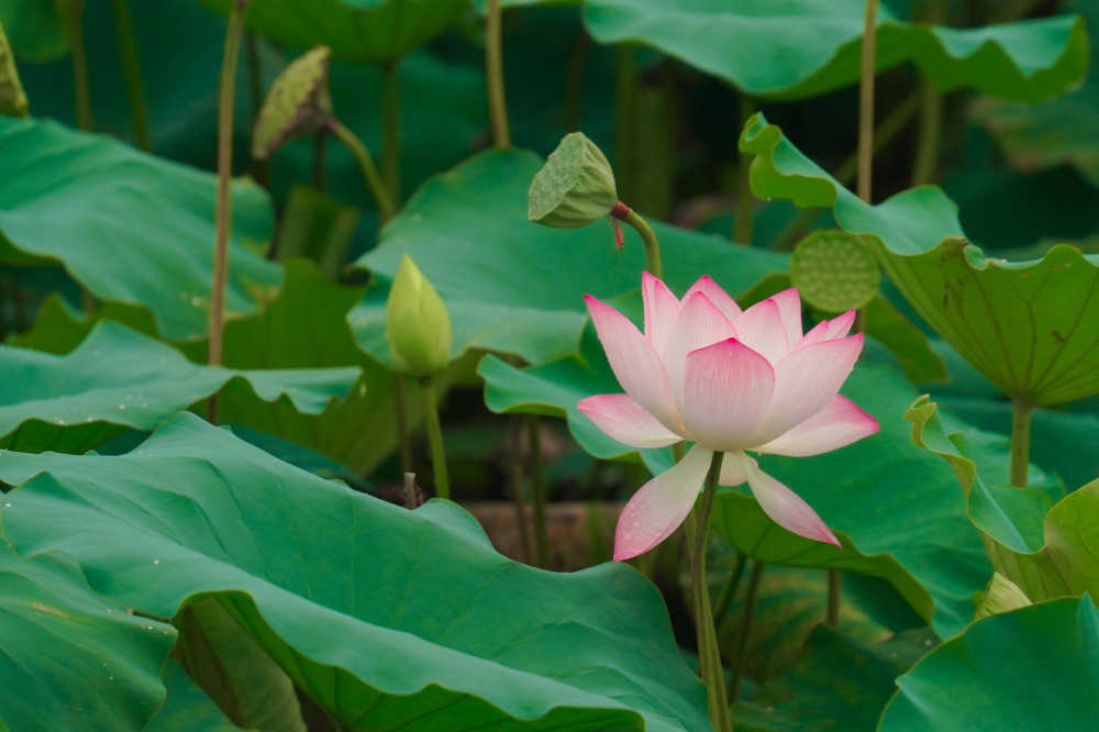 荷花