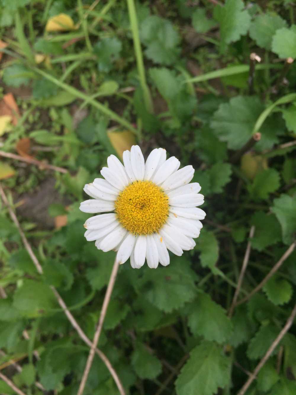 野菊花