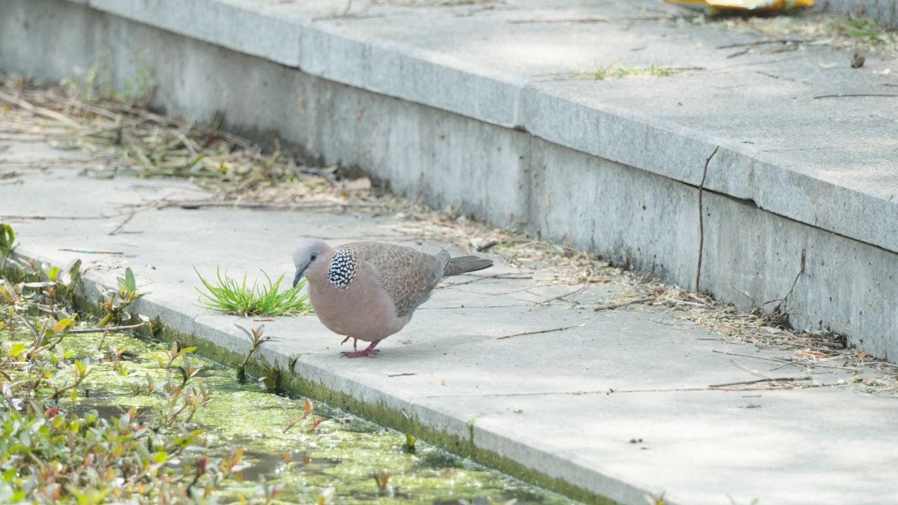 斑鸠鸽子大自然野生珠颈斑鸠飞禽小鸟 14