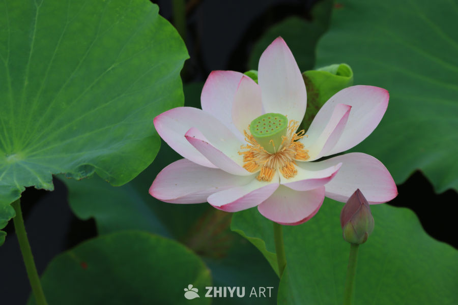 荷花 3