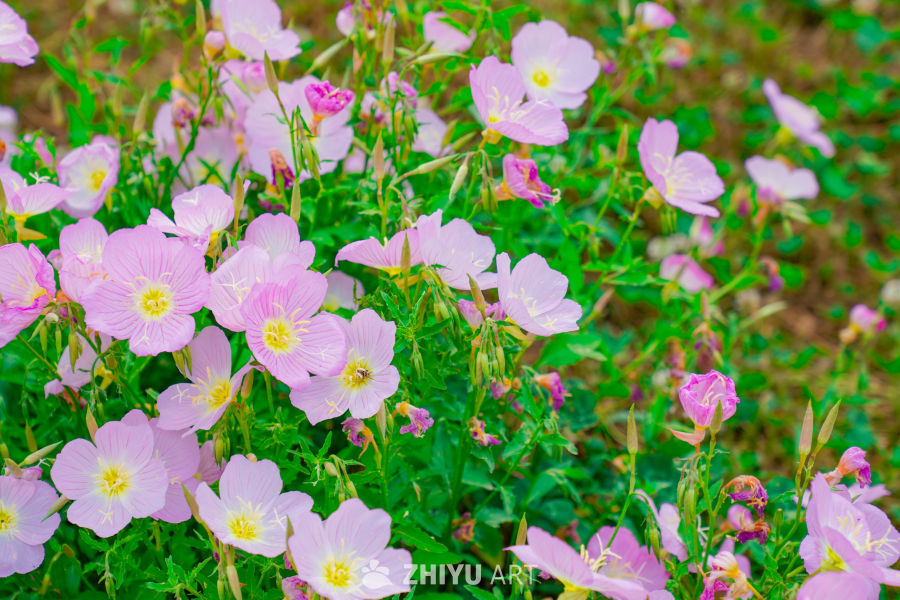 春末街边的小花小草 10