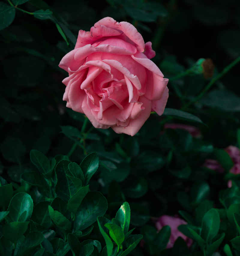 粉色月季花
