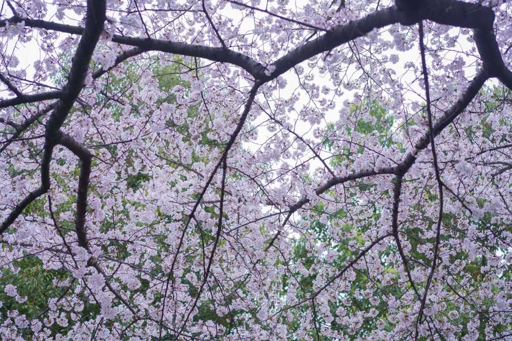 樱花季