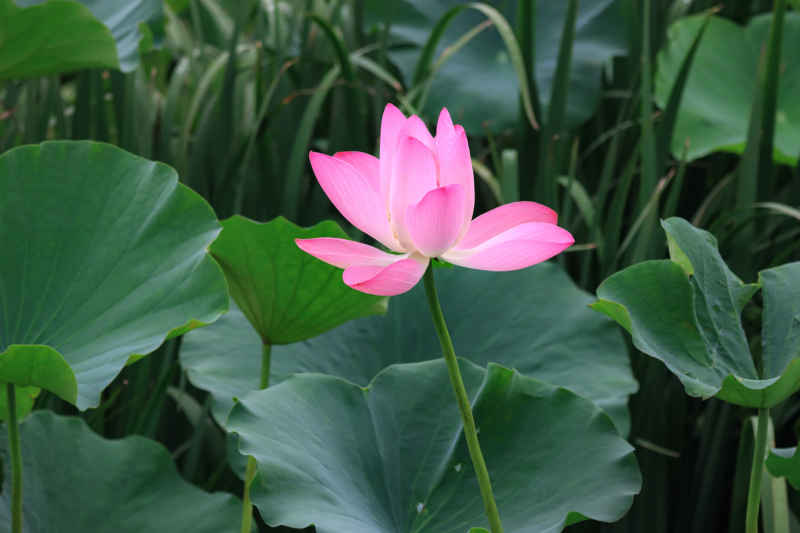荷花 23