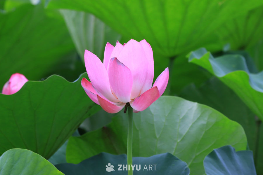 荷花 118