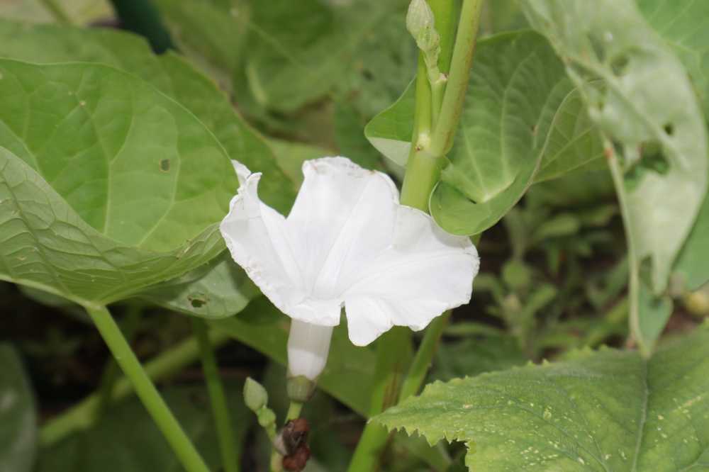 白色小花