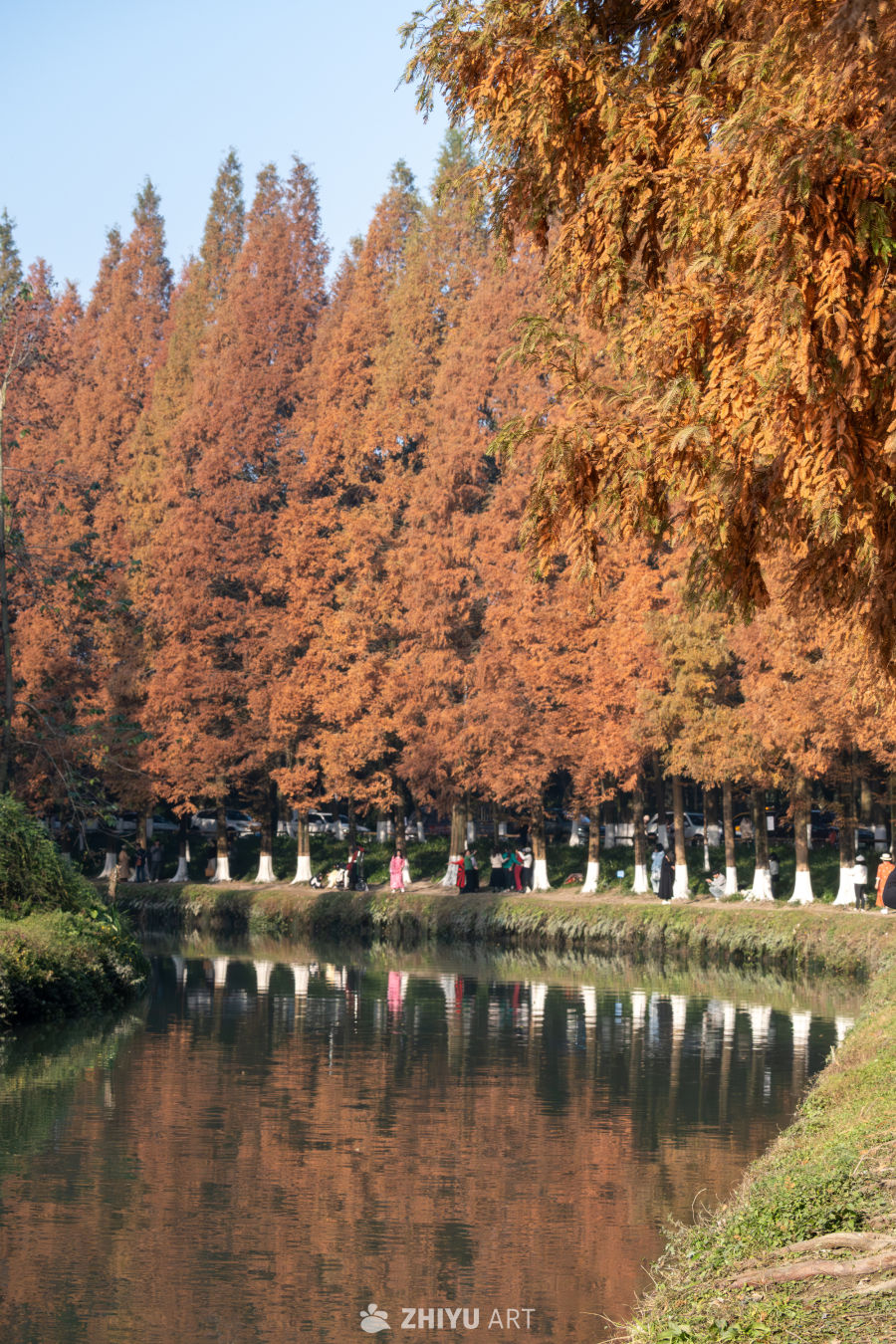 一河秋光，半岸杉红