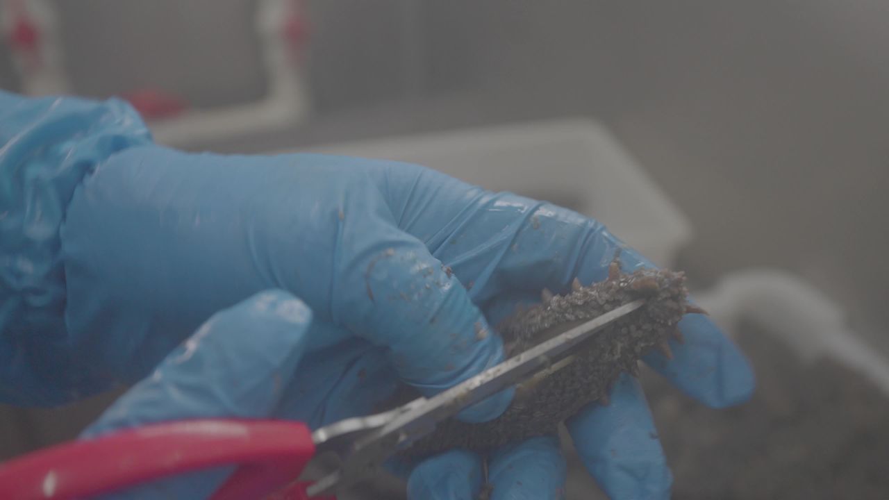 海参处理与清洗操作展示