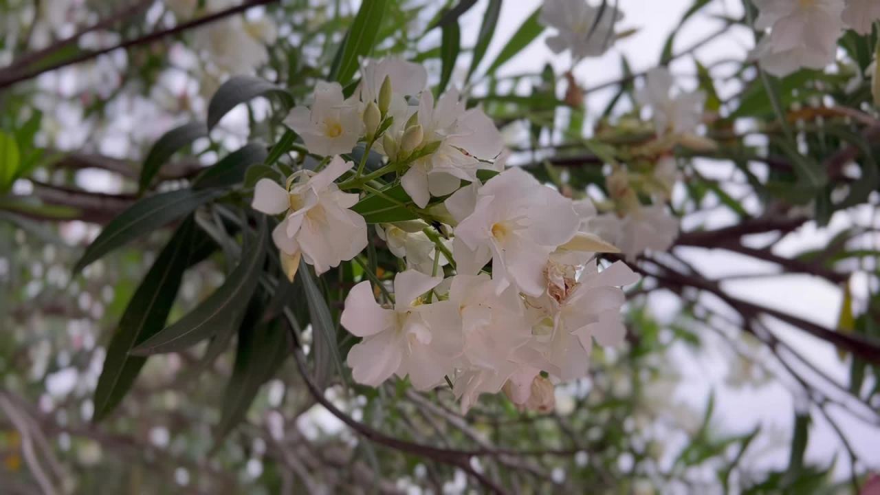 白花绽放的宁静时光