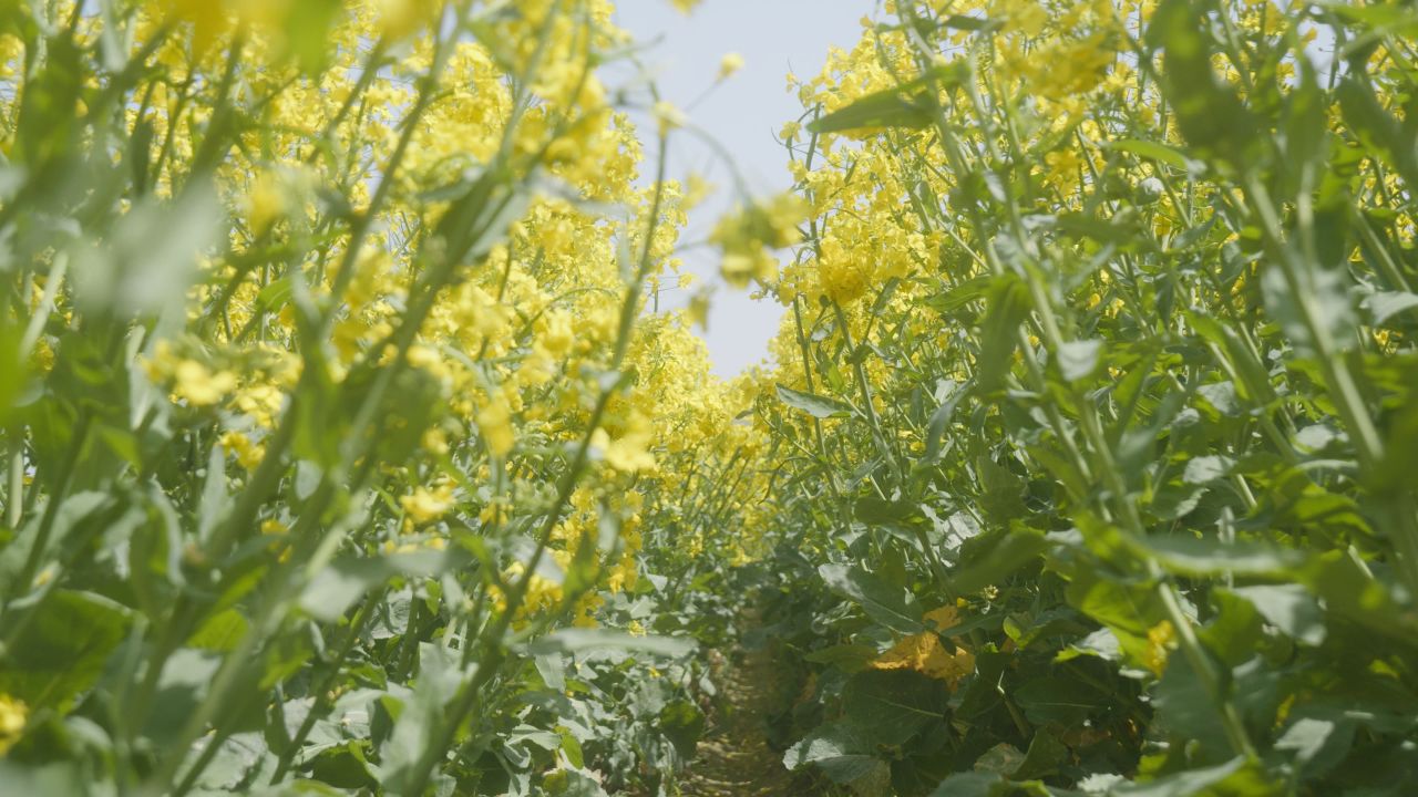 春天农村油菜花海蜜蜂采蜜 30