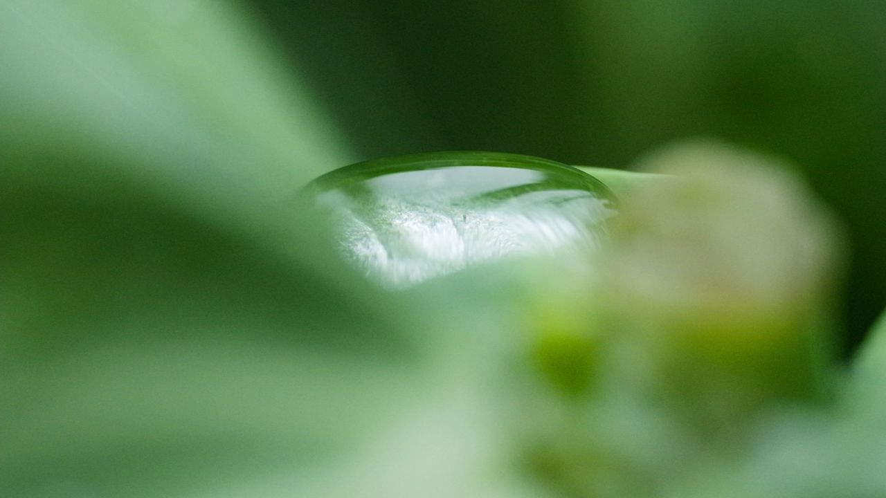 树木绿植自然4K实拍镜头