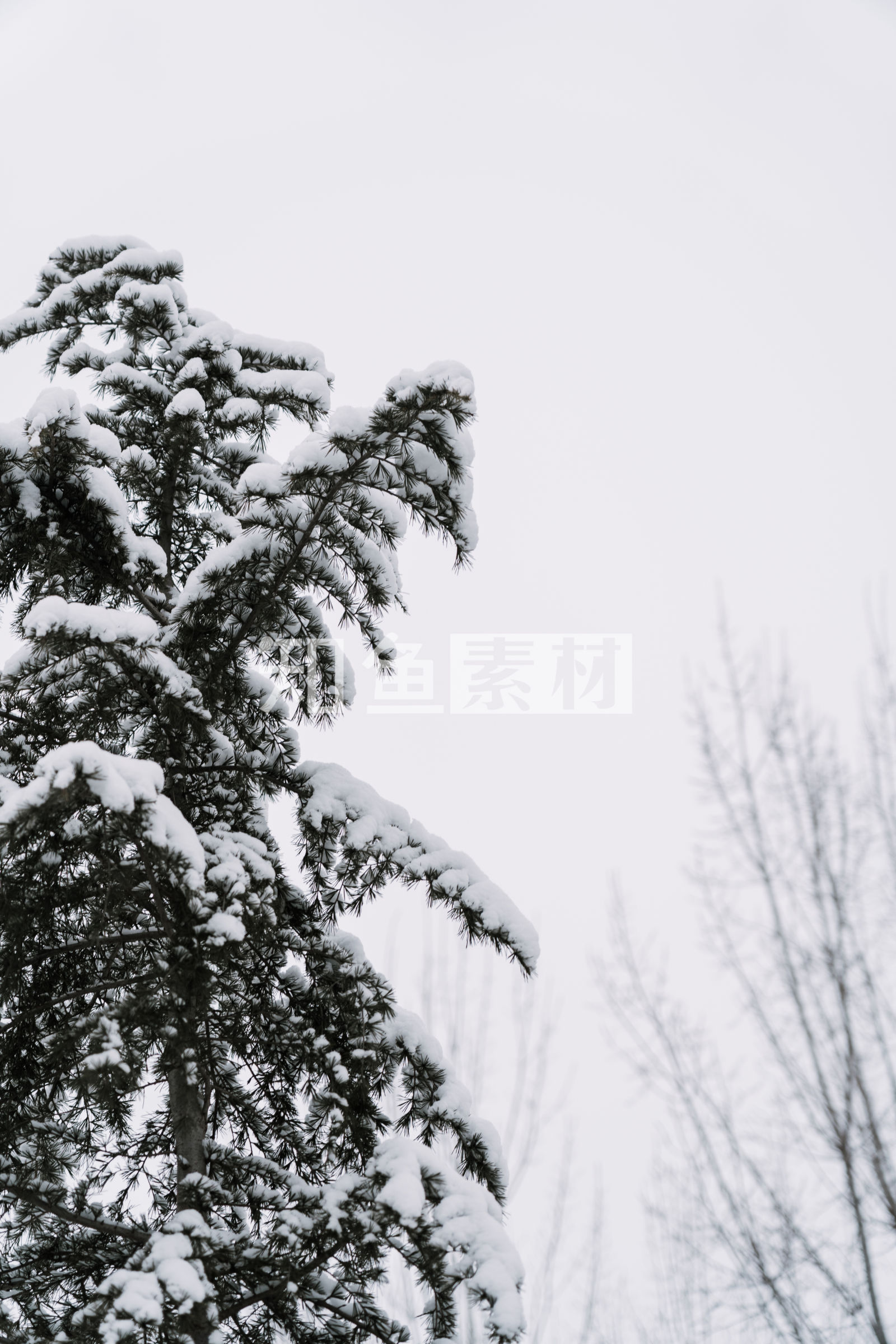 唯美冬至雪景带字图片手机壁纸_手机壁纸_mm4000图片大全