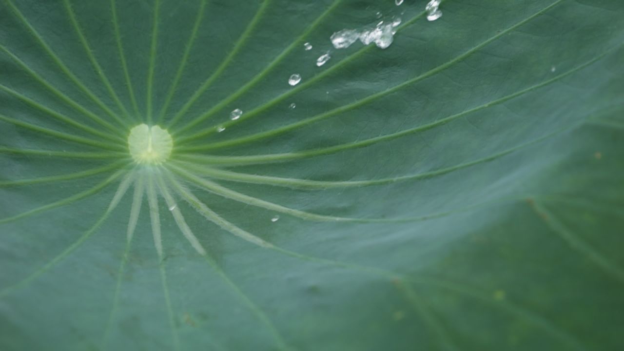 夏天池塘荷花荷叶莲蓬蜻蜓 15