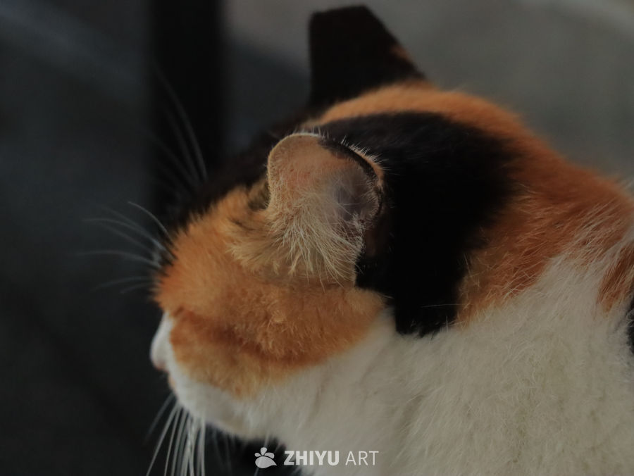 三色猫的宁静时光