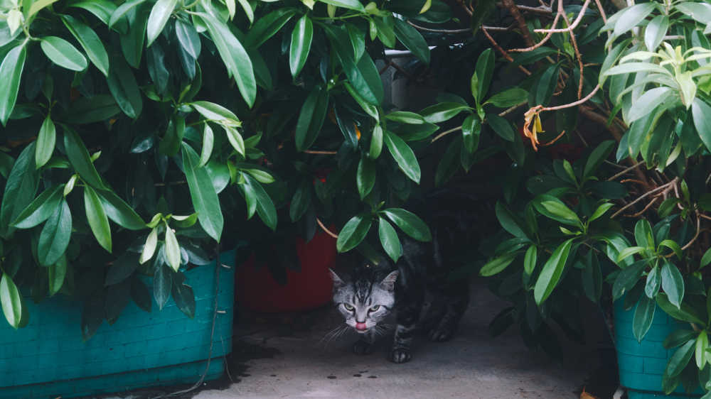 躲起来吐舌头的猫猫