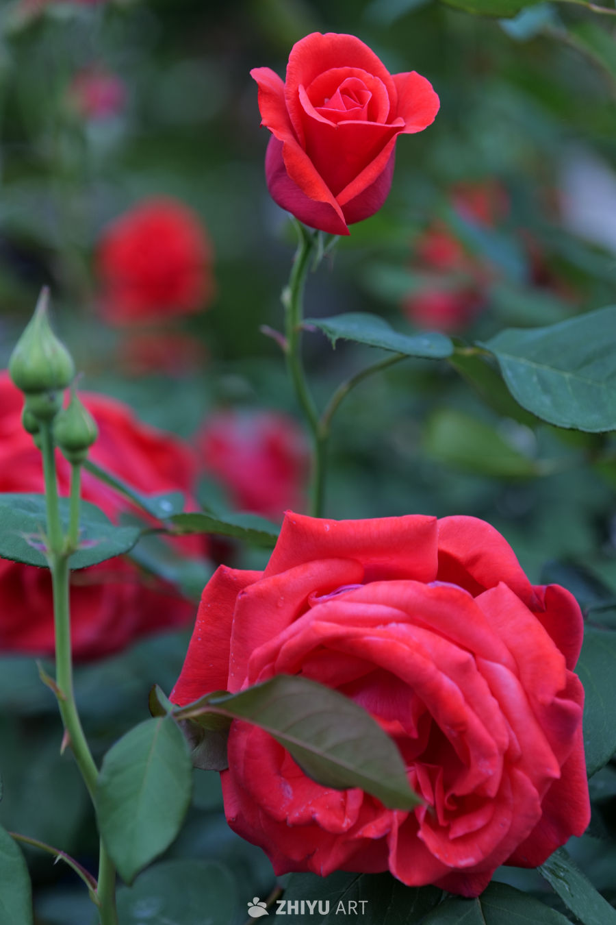 月季花 15