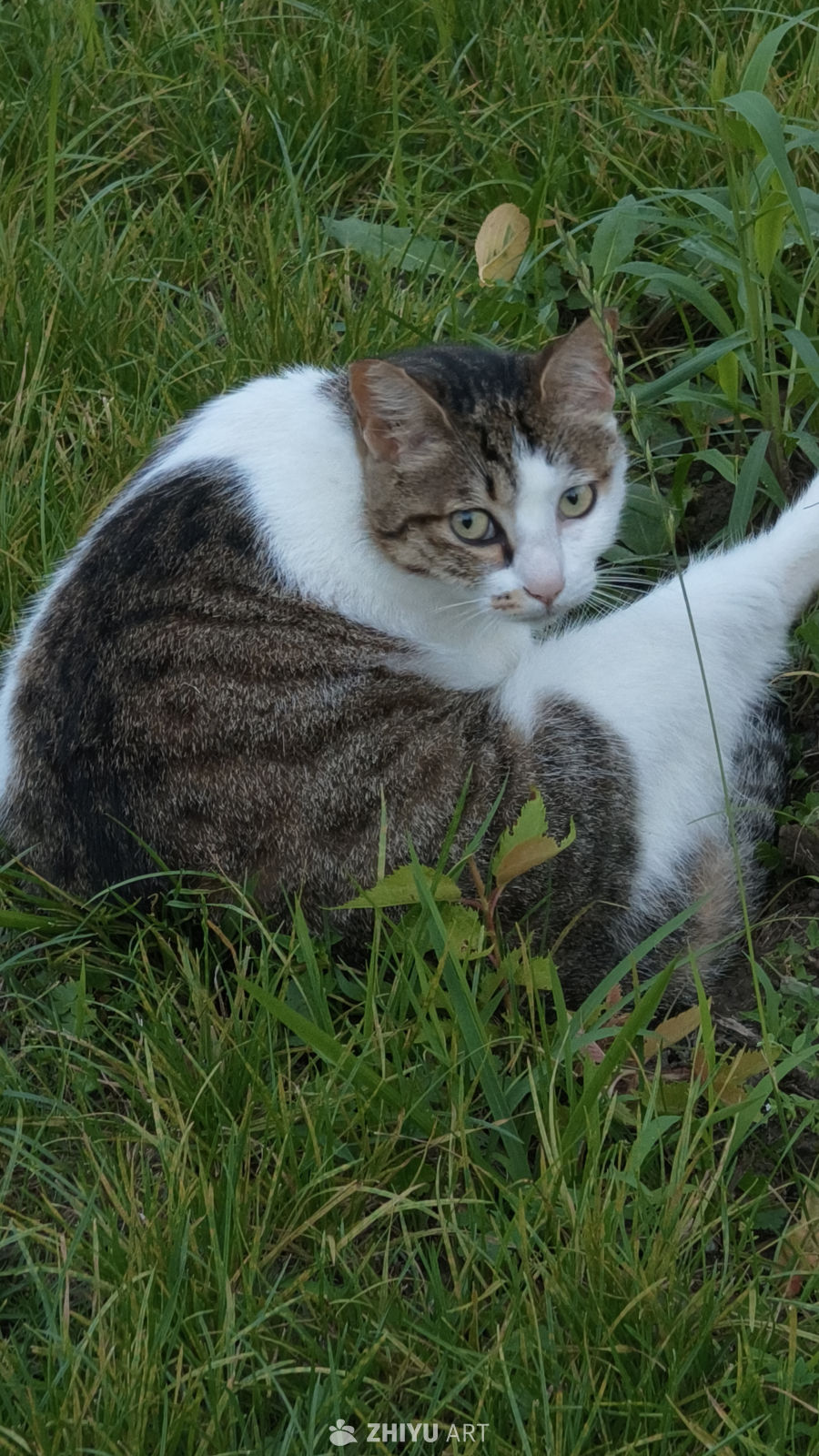 可爱的猫咪
