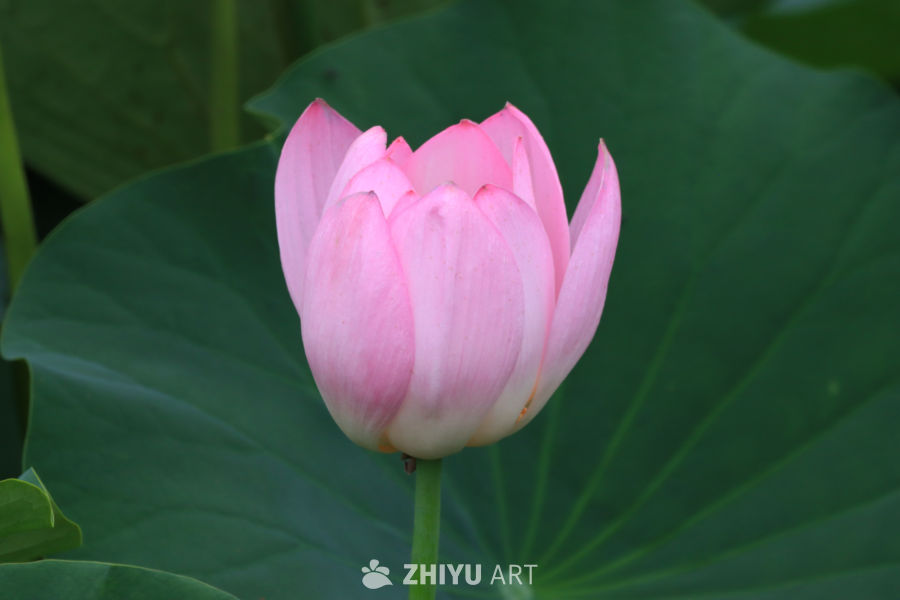 荷花 46