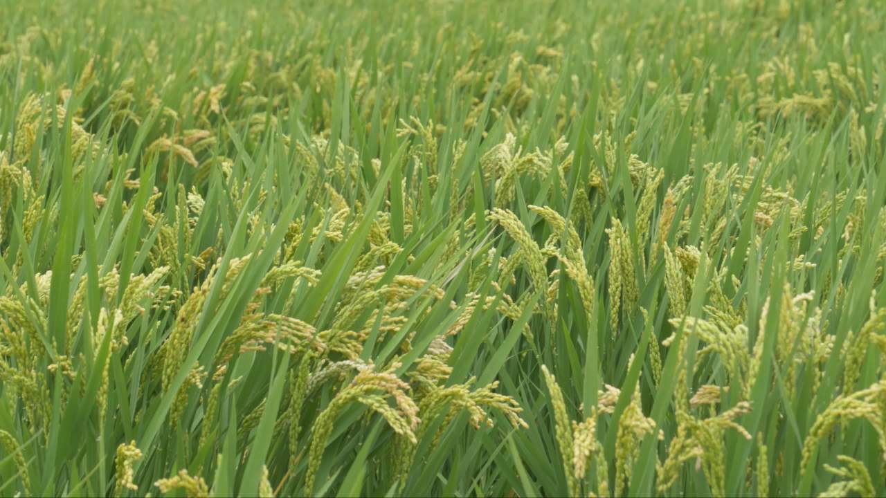 水稻五常大米田野粮食庄稼丰收 21