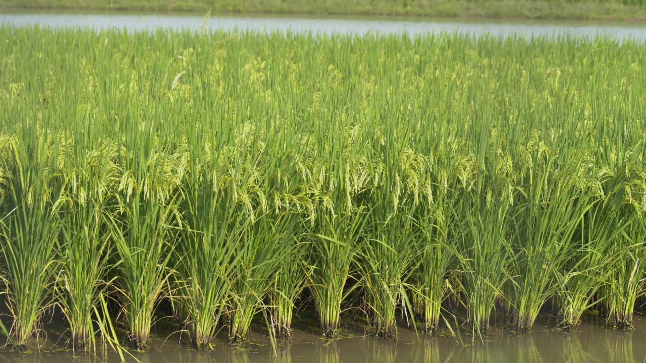 水稻田野粮食庄稼五常大米 25