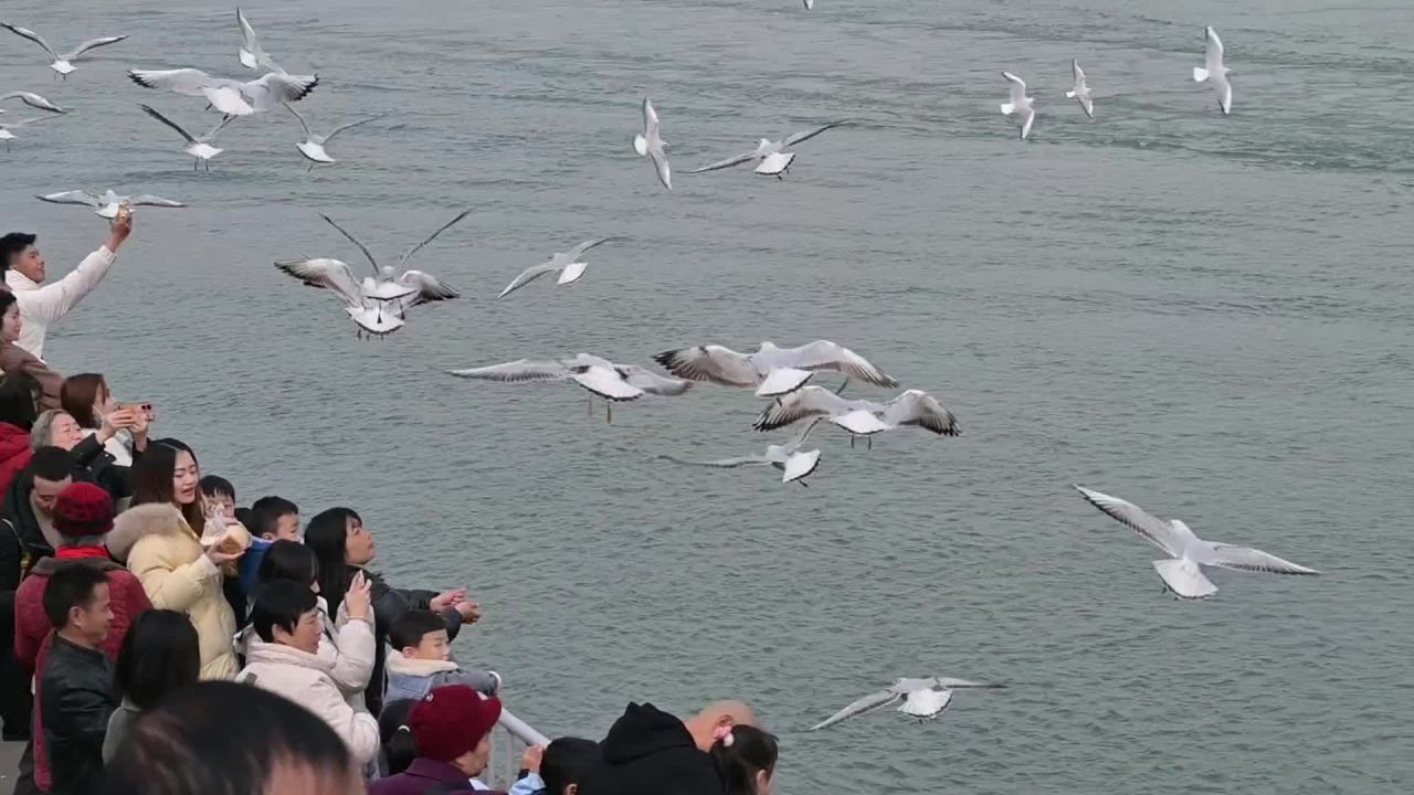 人与海鸥的和谐共舞