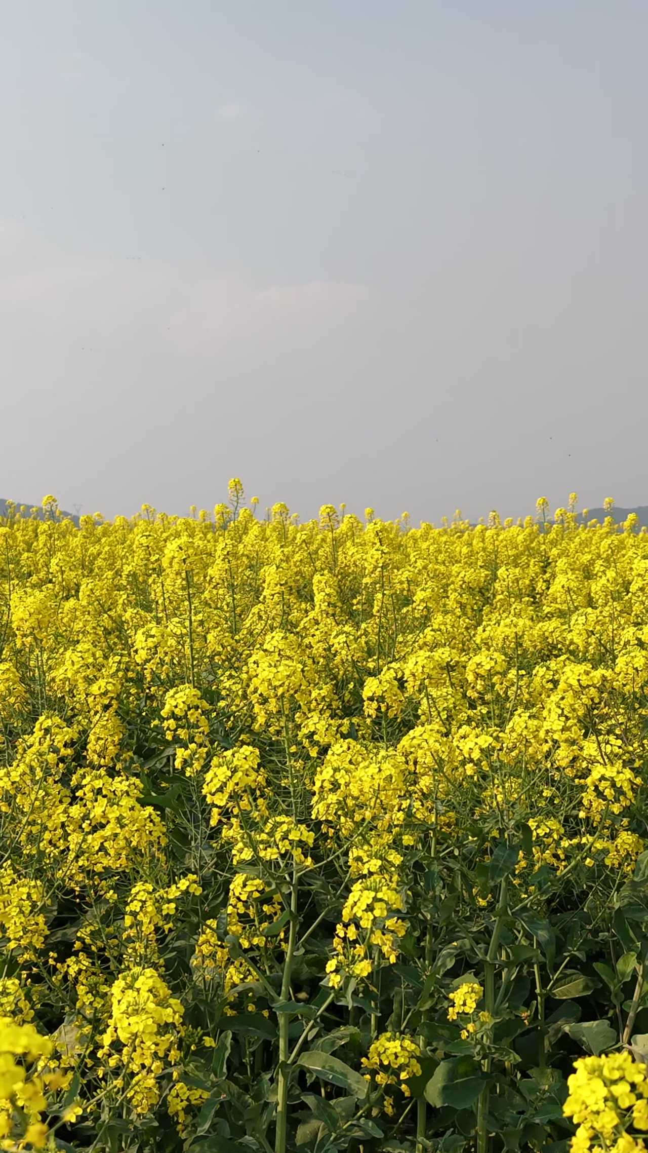 金黄油菜花海
