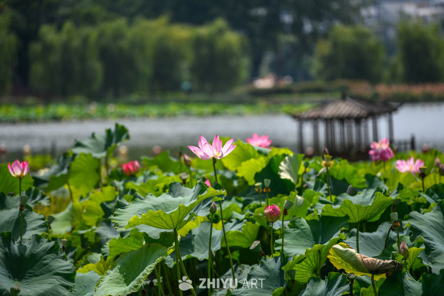 夏日荷花盛开 10