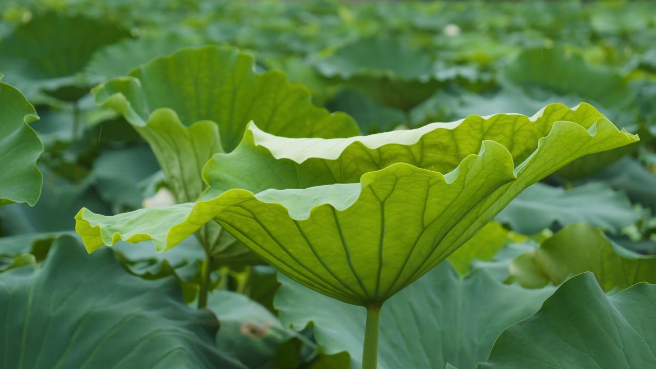 夏天池塘湿地荷花荷叶莲蓬 49