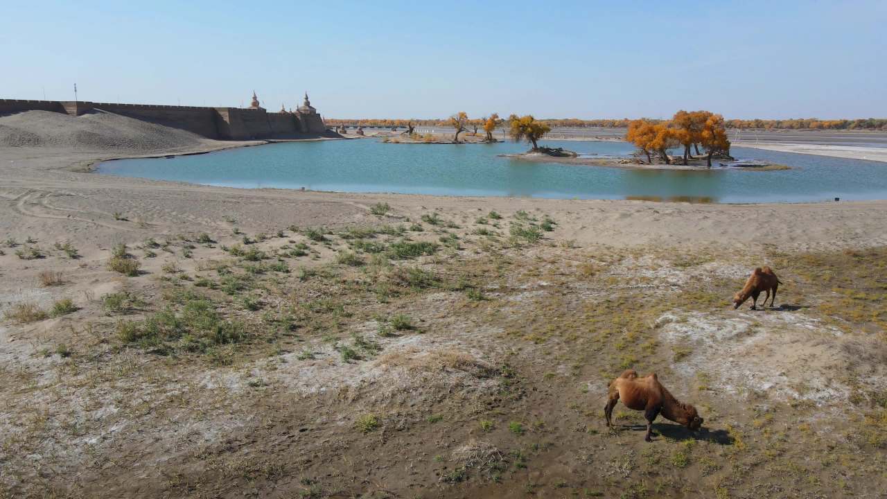 内蒙古额济纳弱水黑城胡杨林景区湖中小岛胡杨树 7