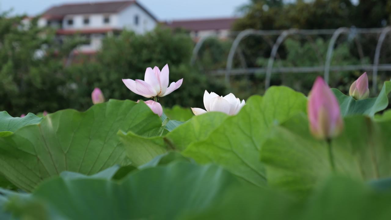 荷花 29
