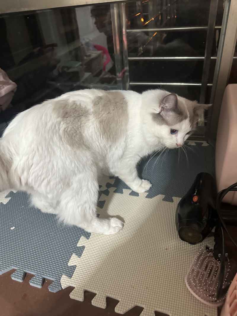 可爱的猫猫，谁能抗拒呢 20
