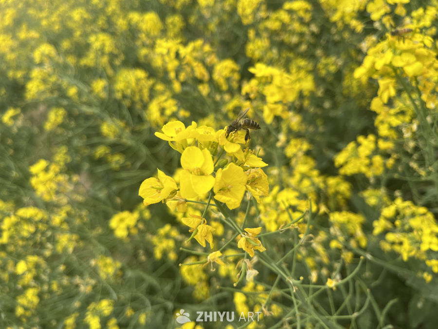 油菜花 2
