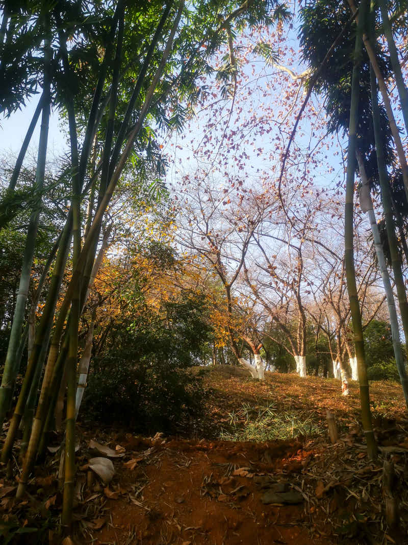 竹林竹叶植物摄影图 