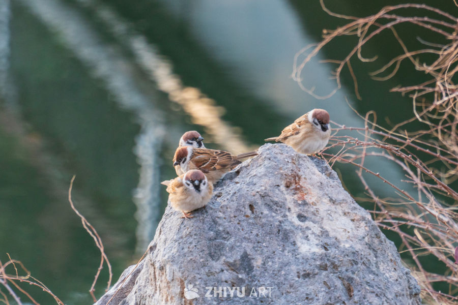 麻雀与岩石