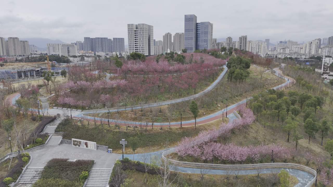 城市中的樱花公园