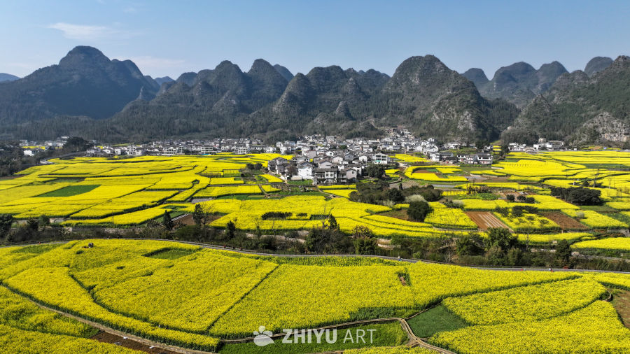 金色田园风光  油菜花海与村落 4