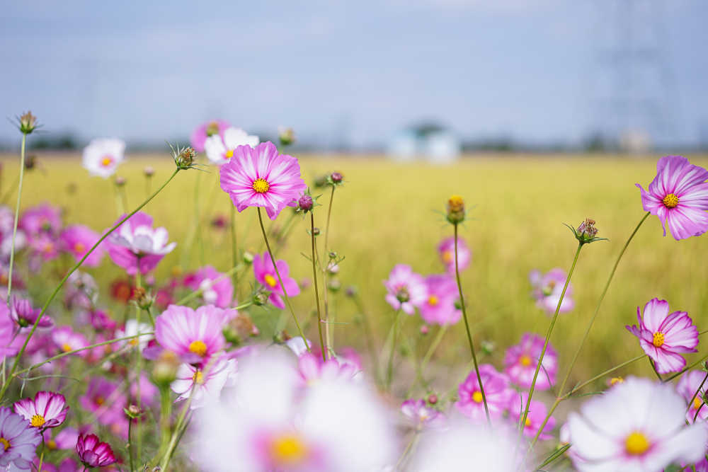 桑格花 1