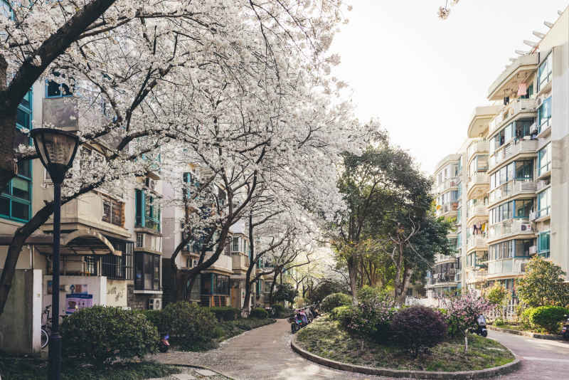 小区里的樱花树 16