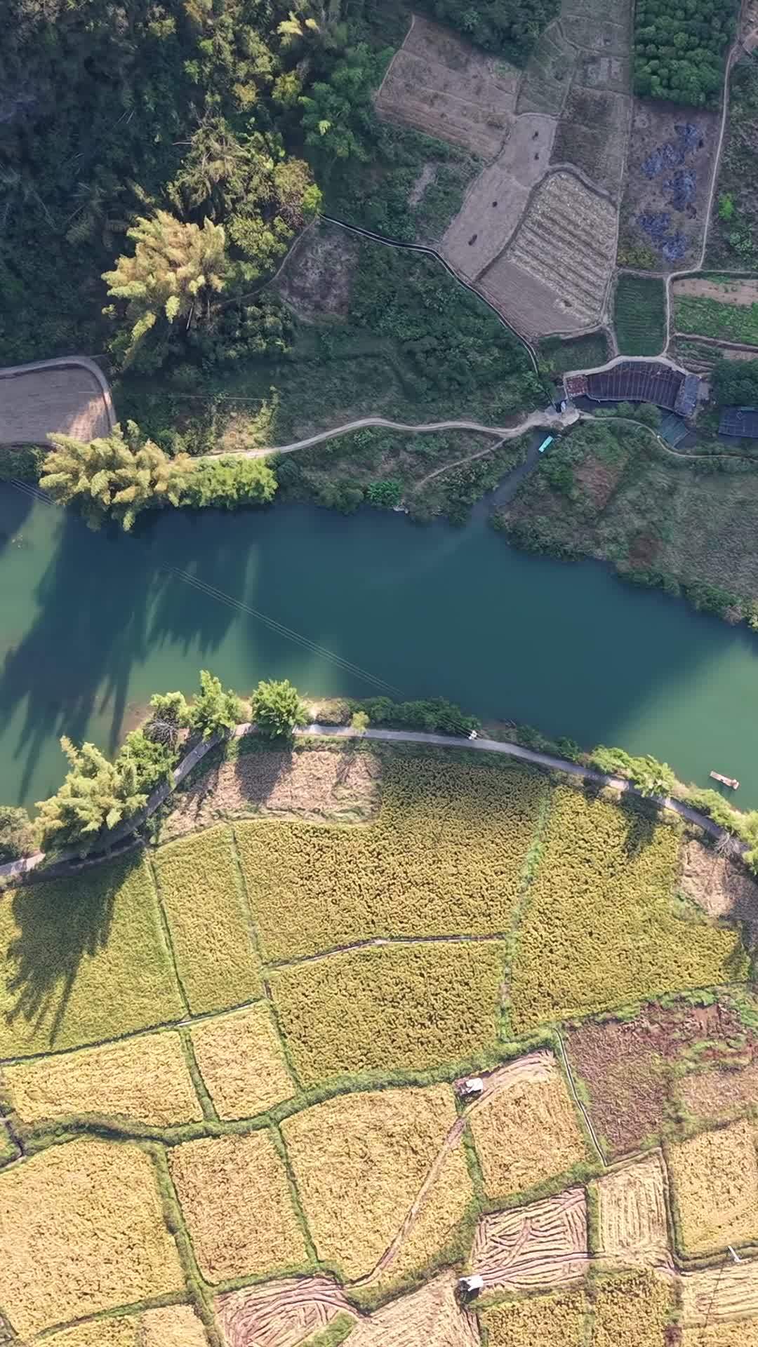 田园风光：湖畔稻田