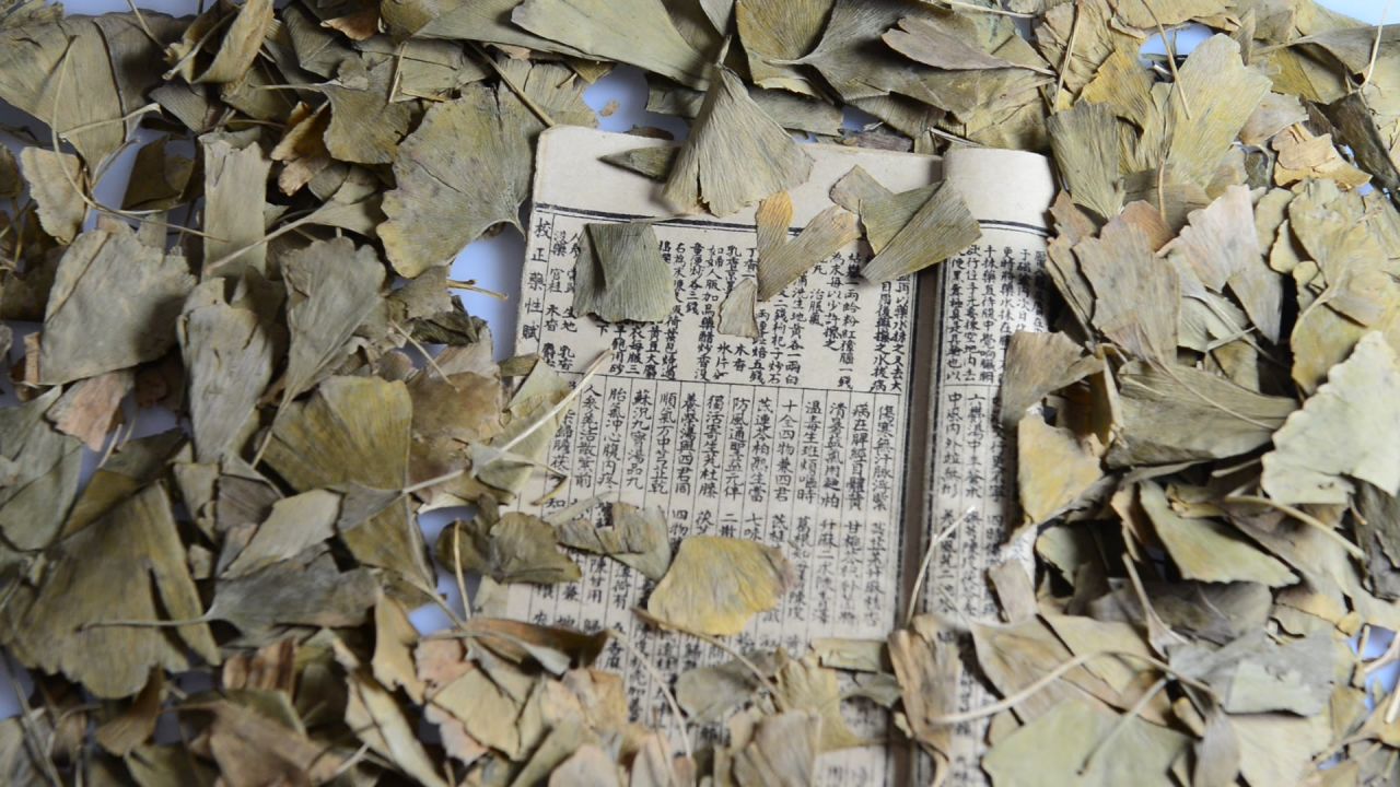 银杏树叶  32