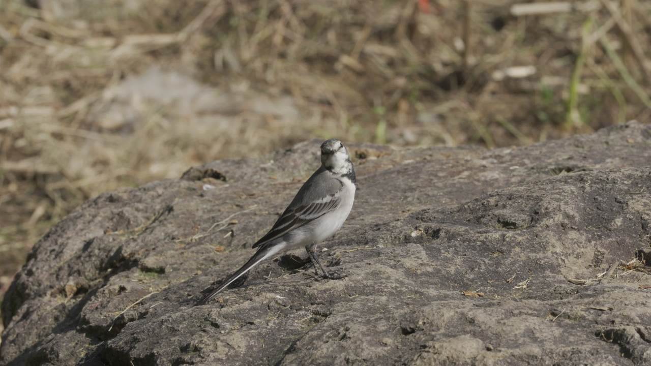 杨府山公园观鸟 33