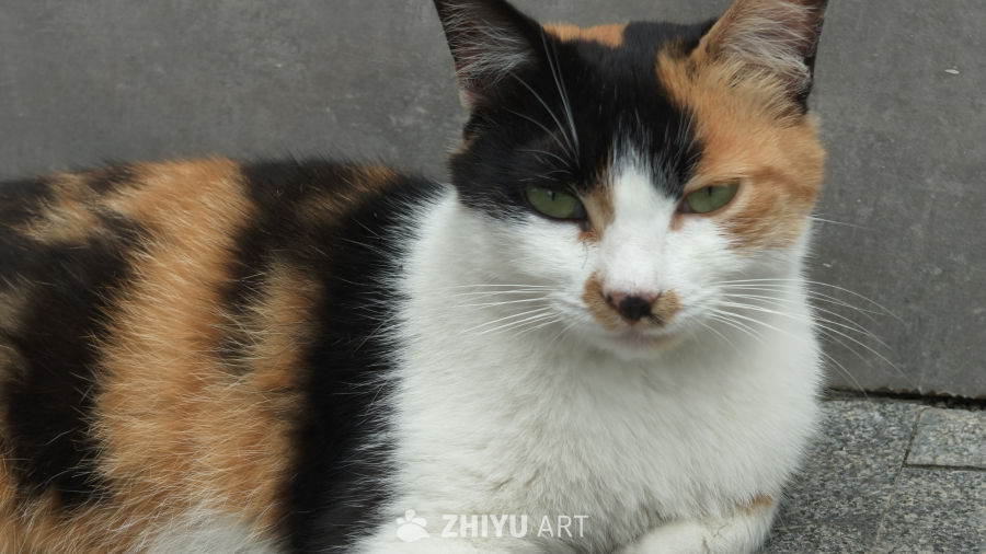 可爱的猫咪