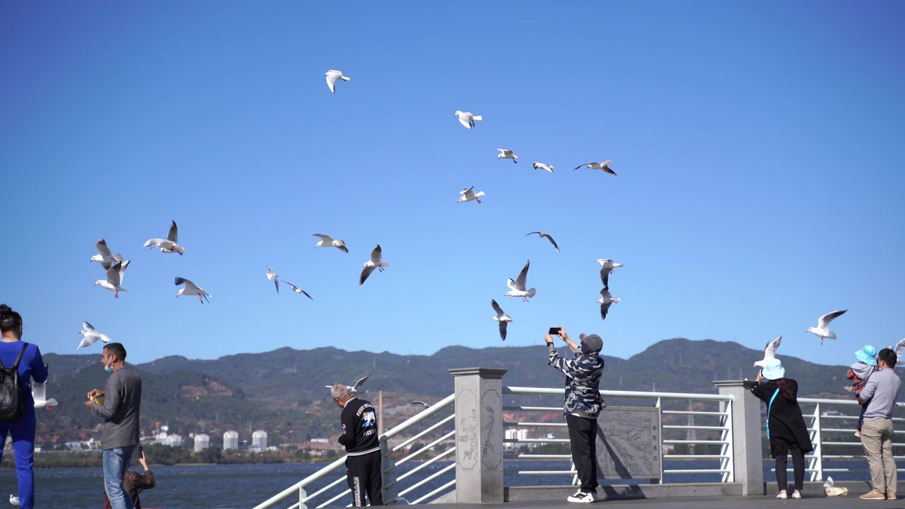 昆明海埂大坝海鸥
