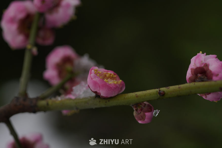 春日梅香