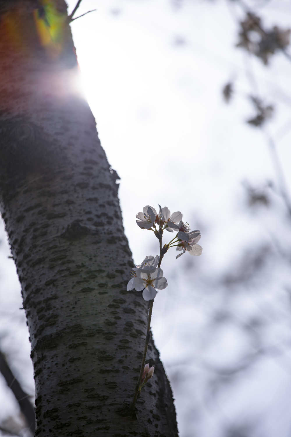 春日的樱花 