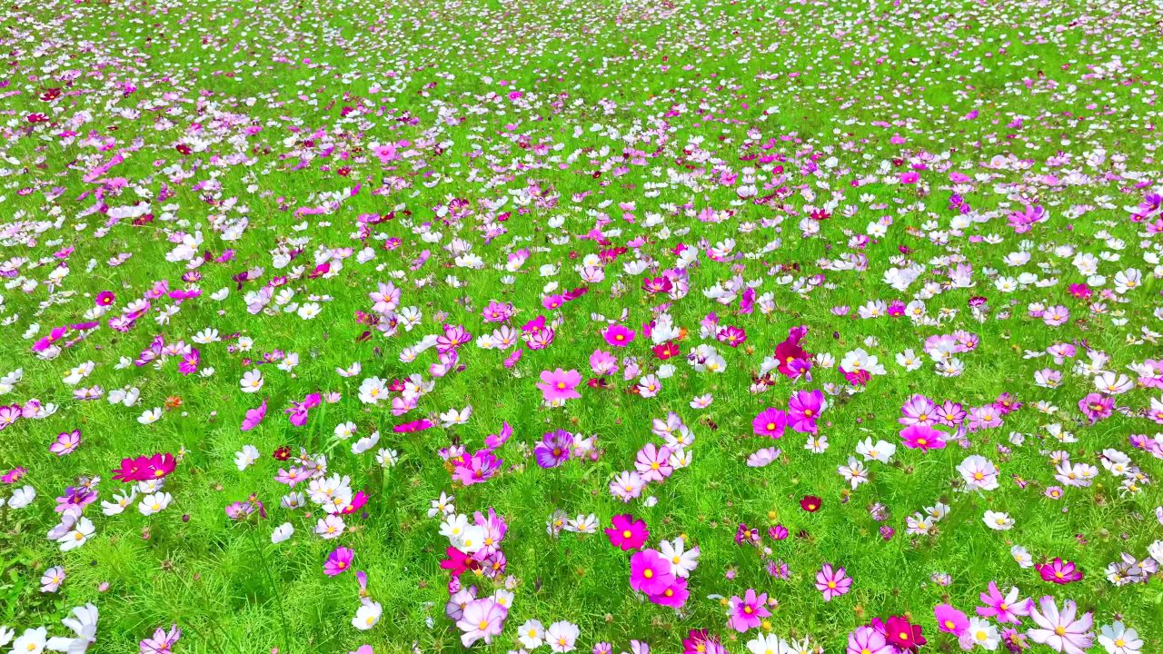 格桑花海